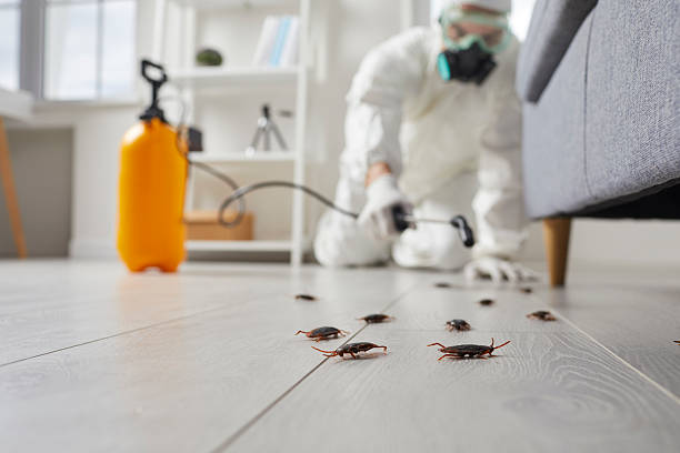 Affordable Termite Control solutions in McCrory, AR